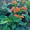 Crossandra Orange Live Plant - Firecracker Flower in 6 inch Pot for Indoor/Outdoor - Image 1
