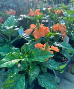 Crossandra Orange Live Plant - Firecracker Flower in 6 inch Pot for Indoor/Outdoor - Image 1