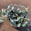 Dichondra Silver Falls Live Plant – 6 inch Pot – Trailing Ground Cover - Image 1