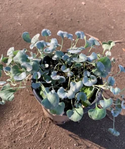 Dichondra Silver Falls Live Plant – 6 inch Pot – Trailing Ground Cover - Image 1