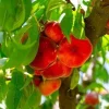 Donut Peach Tree Live Plant – 3 to 4 feet tall – in 3 Gallon Pot – Outdoor Fruit Tree - Image 1