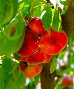Donut Peach Tree Live Plant – 3 to 4 feet tall – in 3 Gallon Pot – Outdoor Fruit Tree - Image 1