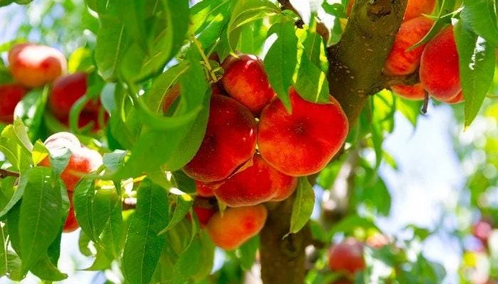 Donut Peach Tree Live Plant – 3 to 4 feet tall – in 3 Gallon Pot – Outdoor Fruit Tree - Image 1