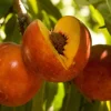 Double Delight Nectarine Tree - Live Plant, 2-3 ft Tall, Sweet Yellow Freestone Fruit, Outdoor - Image 1