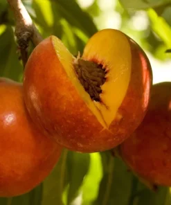 Double Delight Nectarine Tree - Live Plant, 2-3 ft Tall, Sweet Yellow Freestone Fruit, Outdoor - Image 1