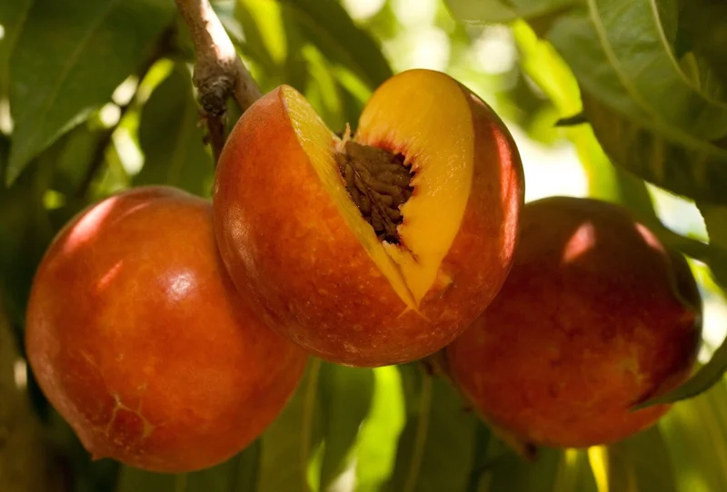 Double Delight Nectarine Tree - Live Plant, 2-3 ft Tall, Sweet Yellow Freestone Fruit, Outdoor - Image 1