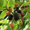 Dwarf Black Mulberry Live Plant - 1 Gal Pot - 1 Ft Tall Fruiting Tree - Image 1