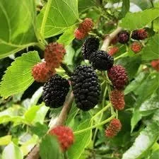 Dwarf Black Mulberry Live Plant - 1 Gal Pot - 1 Ft Tall Fruiting Tree - Image 1