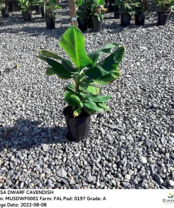 Dwarf Cavendish Banana Live Plant - Musa Acuminata - 1 ft Tall - 1 Gallon Pot - Image 2