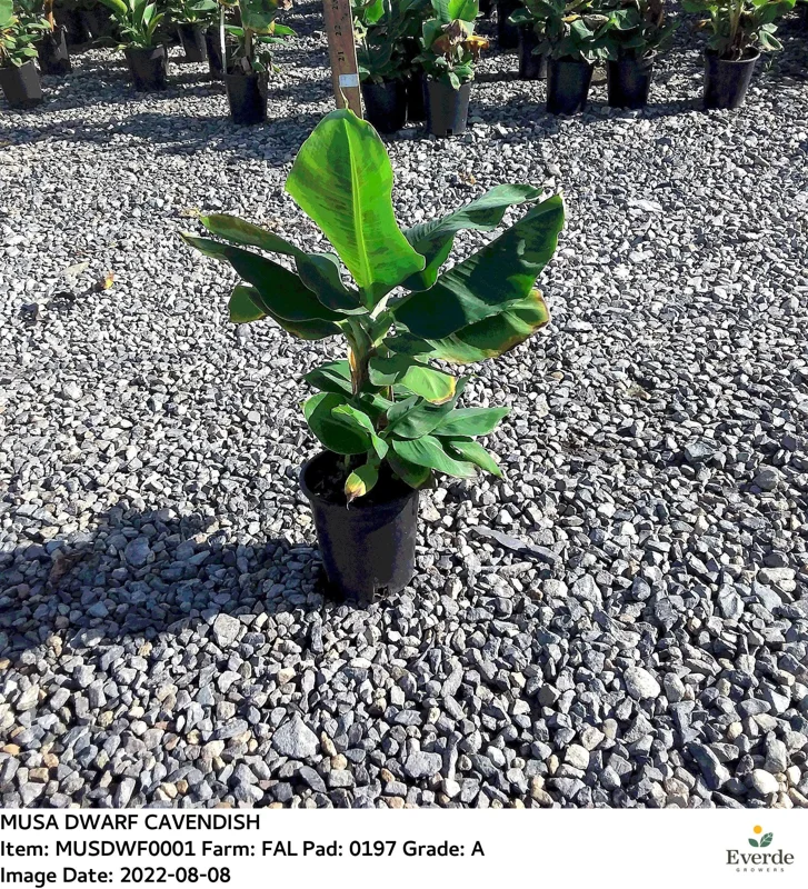 Dwarf Cavendish Banana Live Plant - Musa Acuminata - 1 ft Tall - 1 Gallon Pot - Image 2