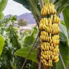 Dwarf Cavendish Banana Live Plant - Musa Acuminata - 1 ft Tall - 1 Gallon Pot - Image 1