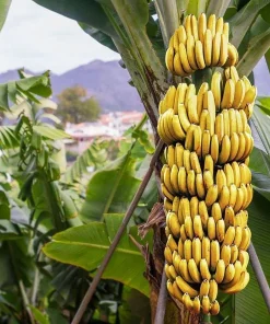 Dwarf Cavendish Banana Live Plant - Musa Acuminata - 1 ft Tall - 1 Gallon Pot - Image 1