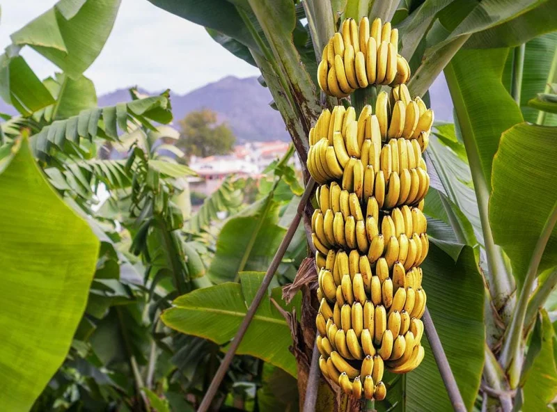 Dwarf Cavendish Banana Live Plant - Musa Acuminata - 1 ft Tall - 1 Gallon Pot - Image 1