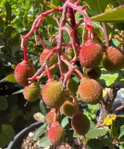 Dwarf Marina Strawberry Tree Live Plant – 1ft Tall – 6 inch Pot - Image 2