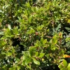Dwarf Marina Strawberry Tree Live Plant – 1ft Tall – 6 inch Pot - Image 1