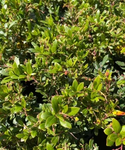 Dwarf Marina Strawberry Tree Live Plant – 1ft Tall – 6 inch Pot - Image 1