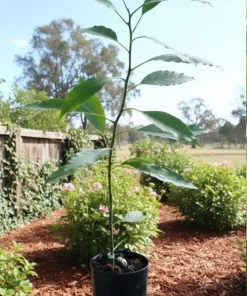 Edranol Avocado Tree - 1 Foot Tall Grafted Live Plant - Outdoor Fruit Tree - Image 2