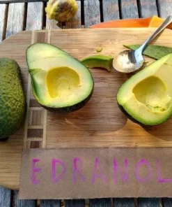 Edranol Avocado Tree - 1 Foot Tall Grafted Live Plant - Outdoor Fruit Tree - Image 1