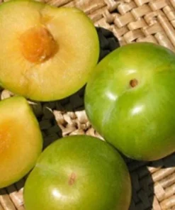 Emerald Drop Pluot Tree Live Plant - 3-4 Ft Tall - 3 Gallon Pot - Outdoor Fruit - Image 1
