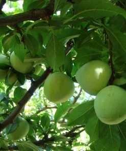 Emerald Drop Pluot Tree Live Plant - 3-4 Ft Tall - 3 Gallon Pot - Outdoor Fruit - Image 2