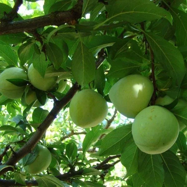 Emerald Drop Pluot Tree Live Plant - 3-4 Ft Tall - 3 Gallon Pot - Outdoor Fruit - Image 2