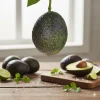 Esther Avocado Tree – Grafted Live Plant – 1 Foot Tall – Outdoor Fruit Tree - Image 1