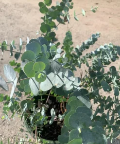 Eucalyptus Cinerea Live Plant - Silver Dollar Eucalyptus - 1-2 ft Tall, 6 inch Pot - Image 2