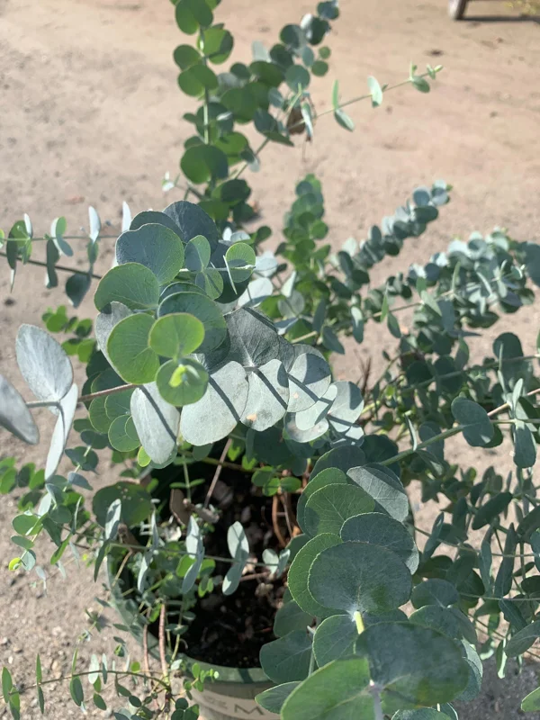 Eucalyptus Cinerea Live Plant - Silver Dollar Eucalyptus - 1-2 ft Tall, 6 inch Pot - Image 2