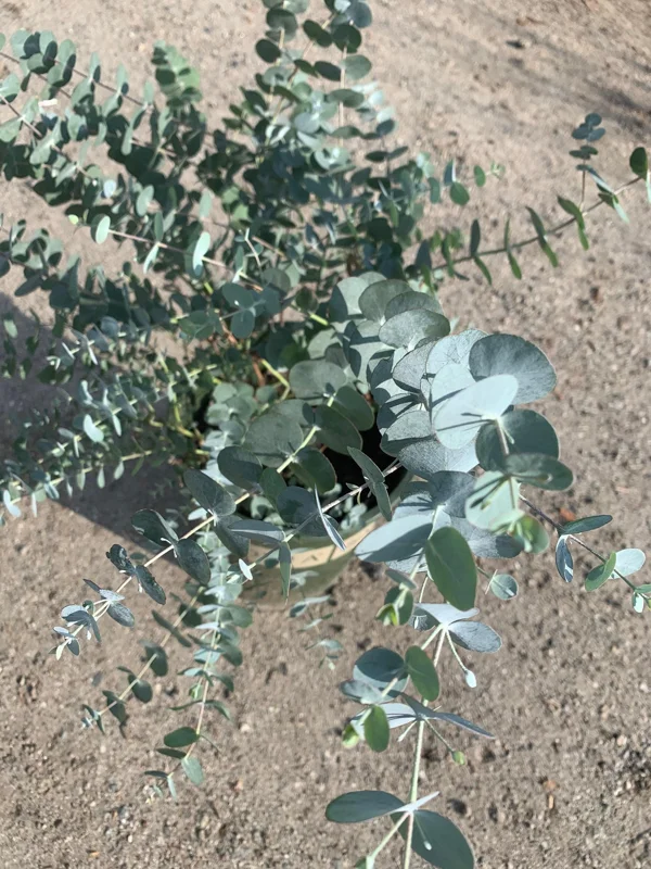 Eucalyptus Cinerea Live Plant - Silver Dollar Eucalyptus - 1-2 ft Tall, 6 inch Pot - Image 3
