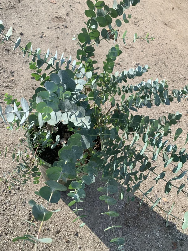 Eucalyptus Cinerea Live Plant - Silver Dollar Eucalyptus - 1-2 ft Tall, 6 inch Pot - Image 1