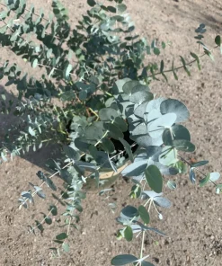 Eucalyptus Cinerea Silver Dollar Live Plant - 1 Ft Tall - Evergreen Shrub - Image 3
