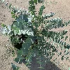 Eucalyptus Cinerea Silver Dollar Live Plant - 1 Ft Tall - Evergreen Shrub - Image 1