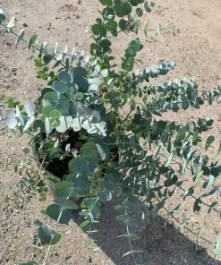 Eucalyptus Cinerea Silver Dollar Live Plant - 1 Ft Tall - Evergreen Shrub - Image 1