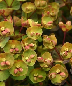 Euphorbia 'Stardust Sahara Black' Live Plant - 1ft Tall, 1 Gallon Pot, Dark Foliage Annual - Image 2