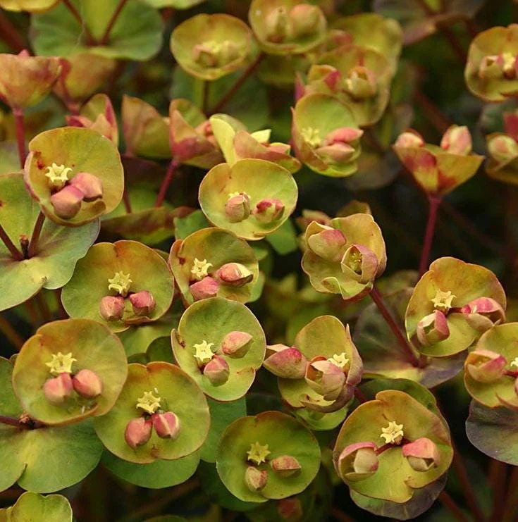 Euphorbia 'Stardust Sahara Black' Live Plant - 1ft Tall, 1 Gallon Pot, Dark Foliage Annual - Image 2