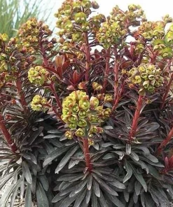 Euphorbia 'Stardust Sahara Black' Live Plant - 1ft Tall, 1 Gallon Pot, Dark Foliage Annual - Image 3