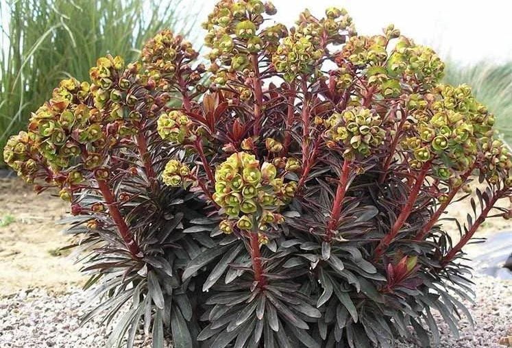 Euphorbia 'Stardust Sahara Black' Live Plant - 1ft Tall, 1 Gallon Pot, Dark Foliage Annual - Image 3