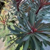 Euphorbia 'Stardust Sahara Black' Live Plant - 1ft Tall, 1 Gallon Pot, Dark Foliage Annual - Image 1