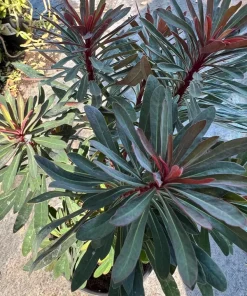 Euphorbia 'Stardust Sahara Black' Live Plant - 1ft Tall, 1 Gallon Pot, Dark Foliage Annual - Image 1
