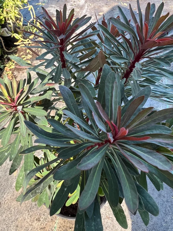 Euphorbia 'Stardust Sahara Black' Live Plant - 1ft Tall, 1 Gallon Pot, Dark Foliage Annual - Image 1