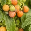Fall Gold Raspberry Live Plant – 1 ft Tall – Ship in 6 inch Pot – Golden Berries - Image 1