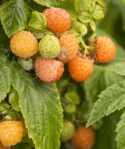 Fall Gold Raspberry Live Plant – 1 ft Tall – Ship in 6 inch Pot – Golden Berries - Image 1