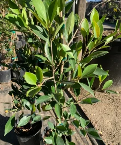 Ficus Nitida Live Plant – 2 ft Tall in 1 Gallon Pot – Indoor/Outdoor - Image 2