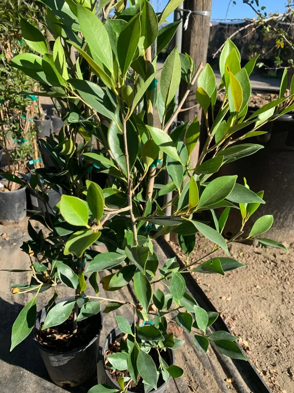 Ficus Nitida Live Plant – 2 ft Tall in 1 Gallon Pot – Indoor/Outdoor - Image 2