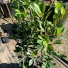 Ficus Nitida Live Plant – 2 ft Tall in 1 Gallon Pot – Indoor/Outdoor - Image 1