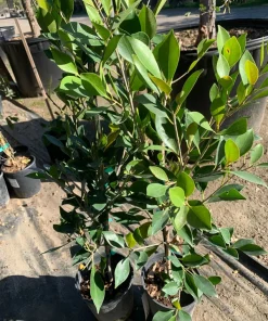 Ficus Nitida Live Plant – 2 ft Tall in 1 Gallon Pot – Indoor/Outdoor - Image 1