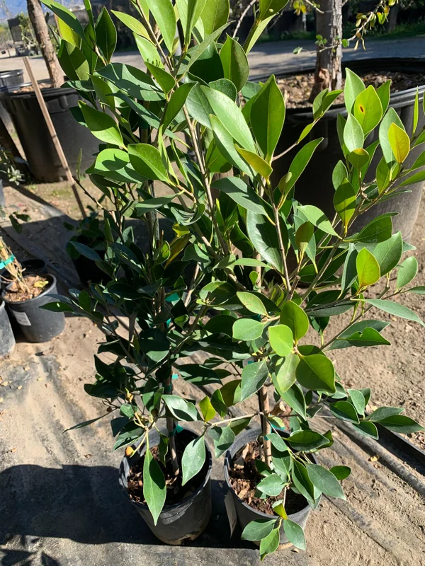 Ficus Nitida Live Plant – 2 ft Tall in 1 Gallon Pot – Indoor/Outdoor - Image 1