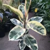 Ficus Tineke Live Plant – 2-3 Feet Tall – Ship in 3 Gallon Pot – Indoor Houseplant - Image 1