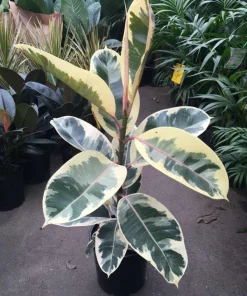 Ficus Tineke Live Plant – 2-3 Feet Tall – Ship in 3 Gallon Pot – Indoor Houseplant - Image 1