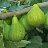 Fig 'Desert King' Live Plant - 3 Feet Tall in 3 Gallon Pot - Outdoor Fruit Tree - Image 1